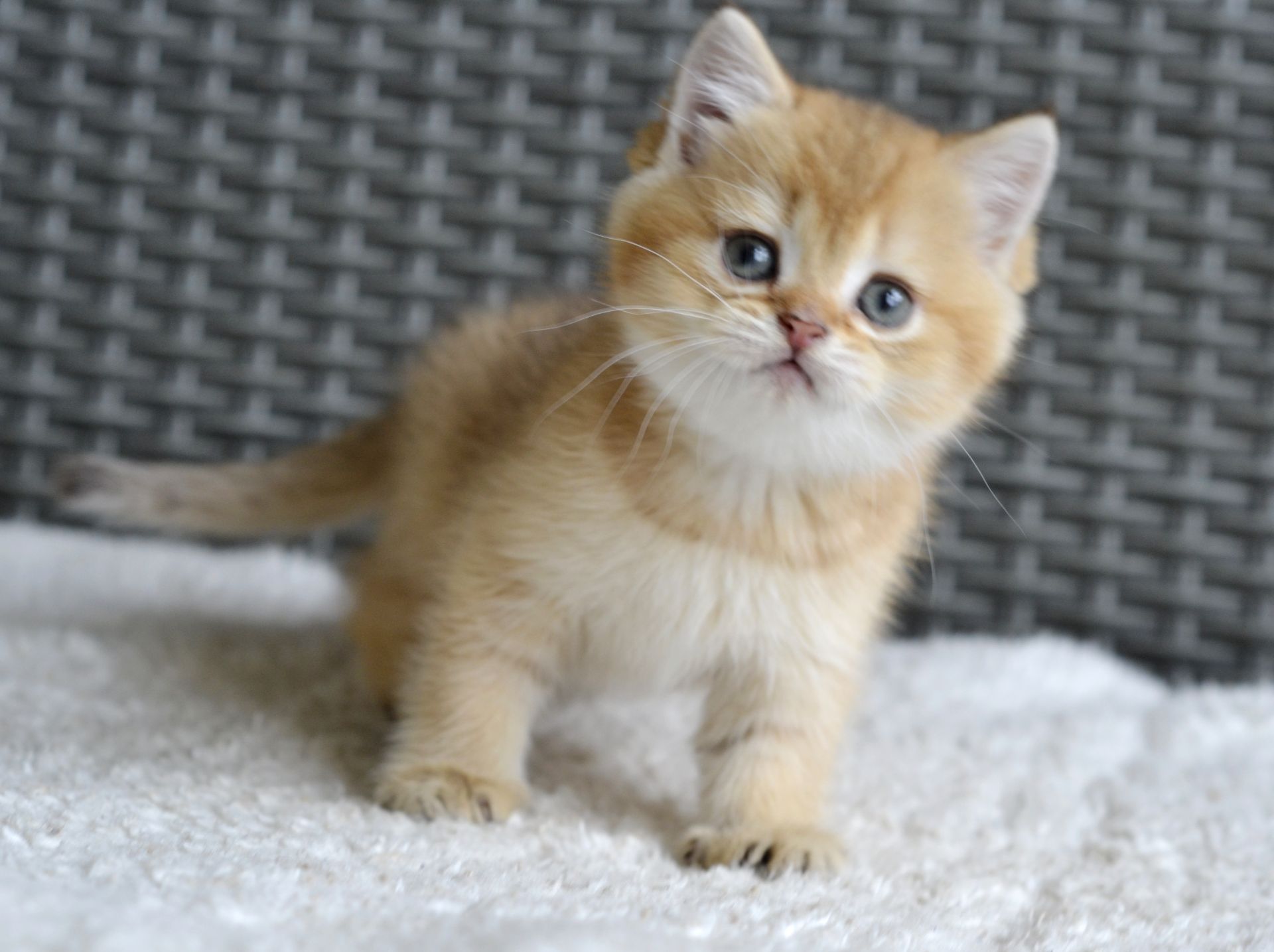 Киця дівчинка золота шиншила