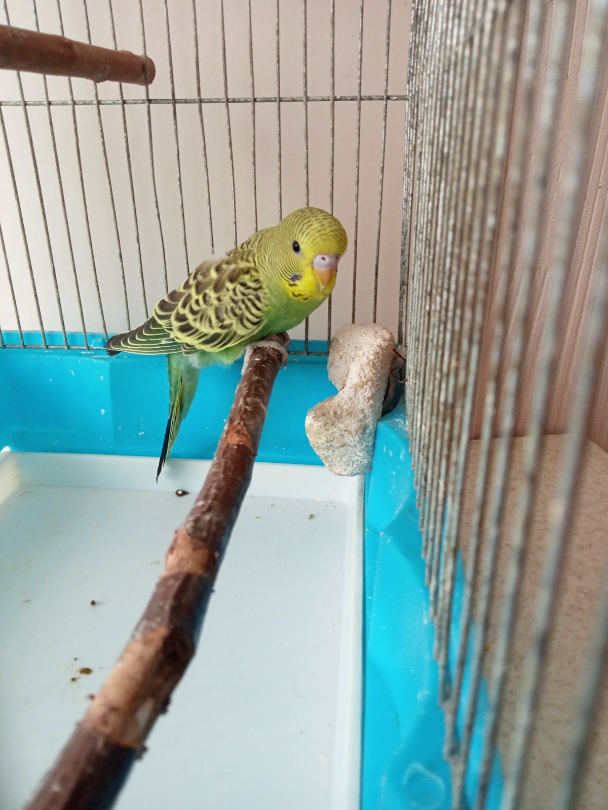 Хвилясті папужки