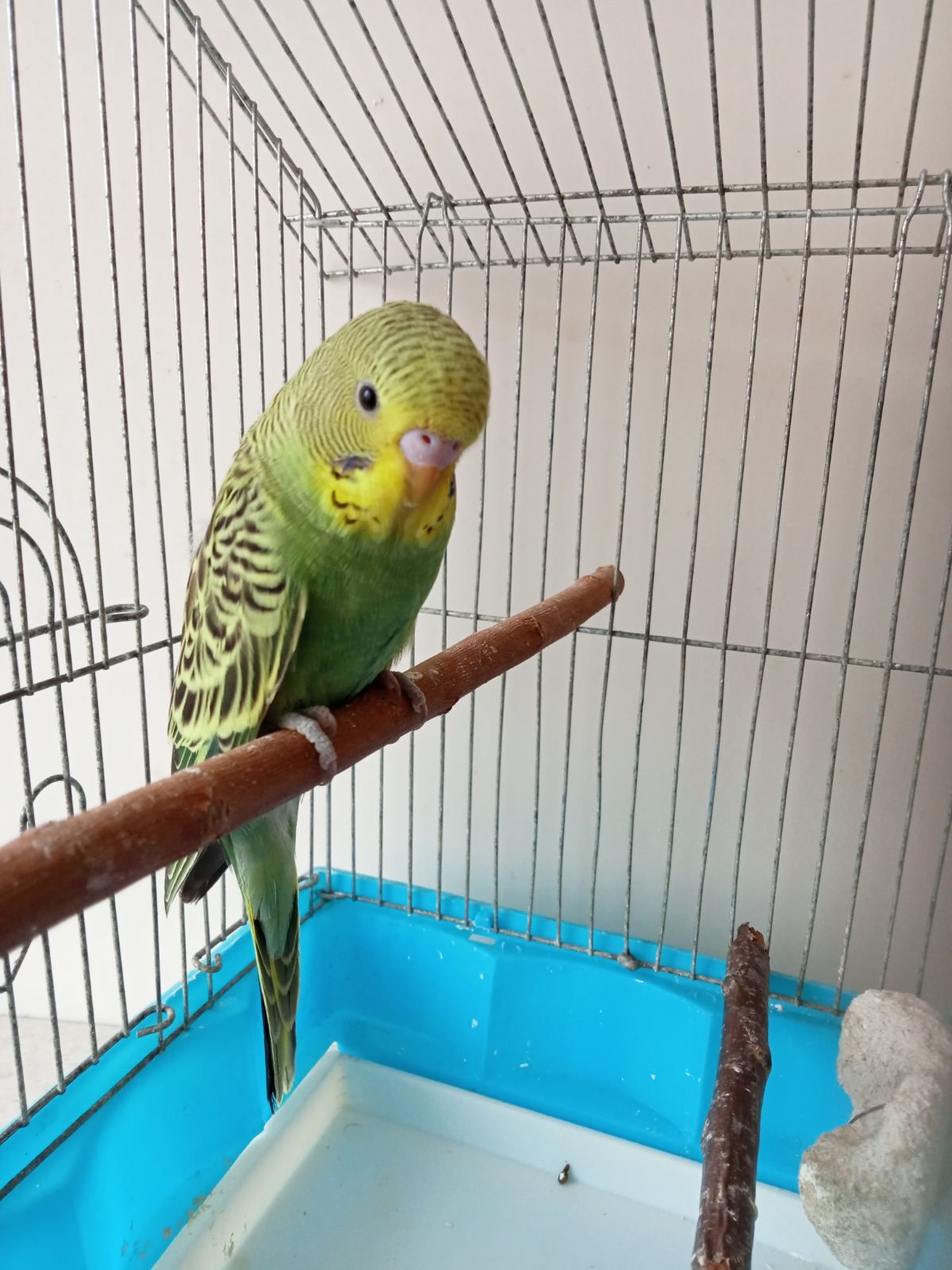 Хвилясті папужки