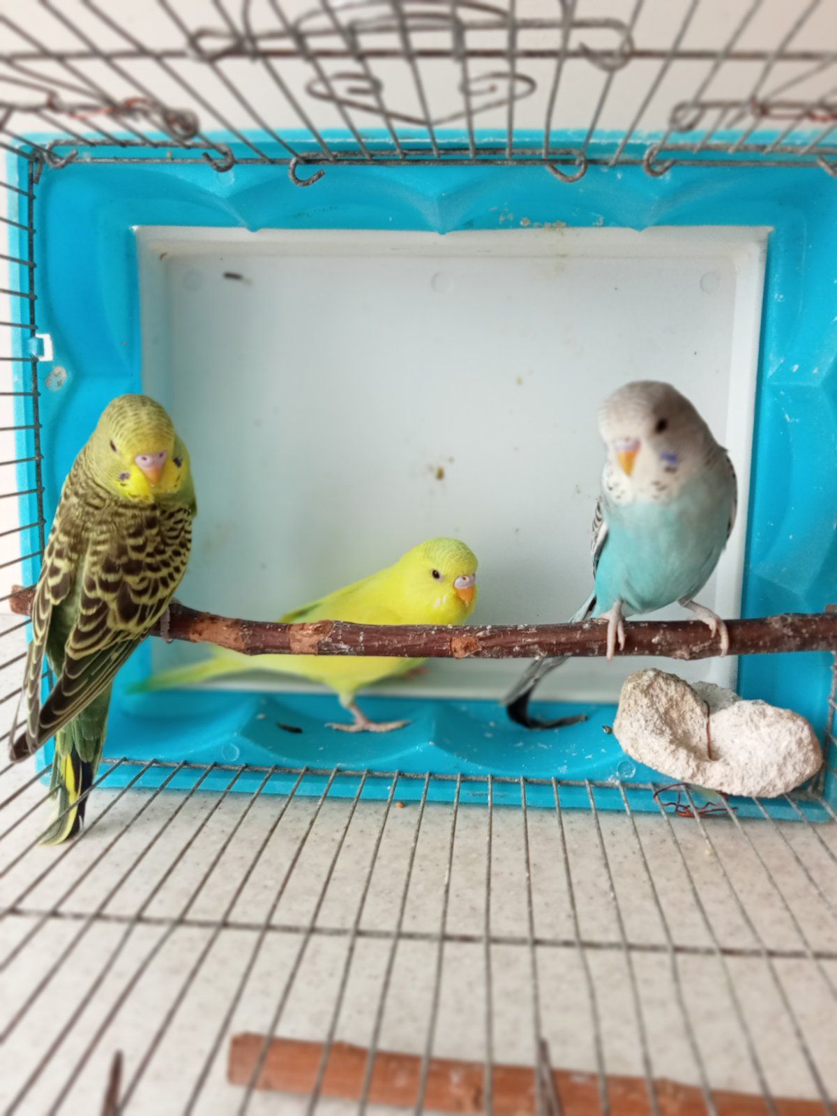 Хвилясті папужки