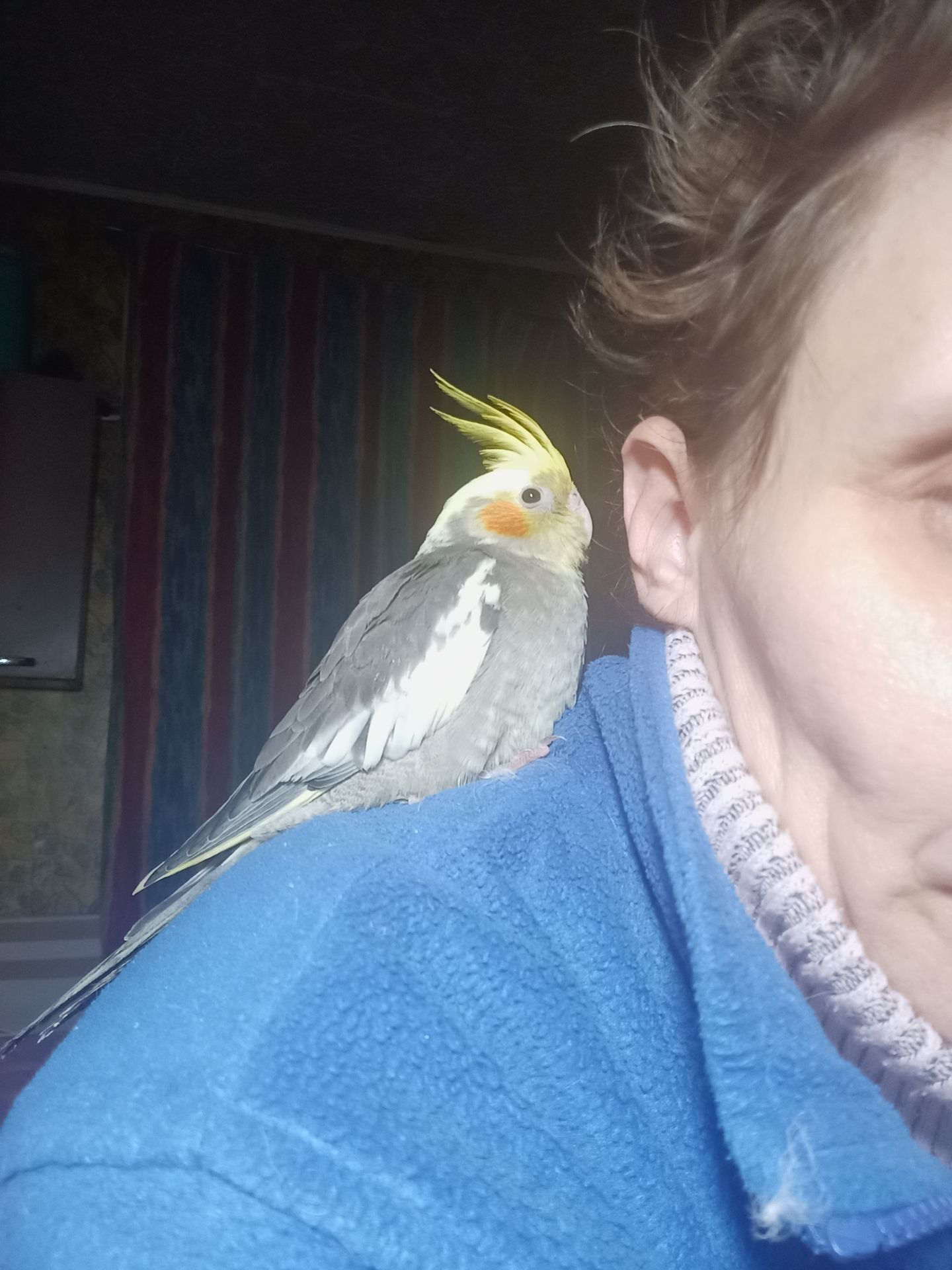 Продам недорого попугая