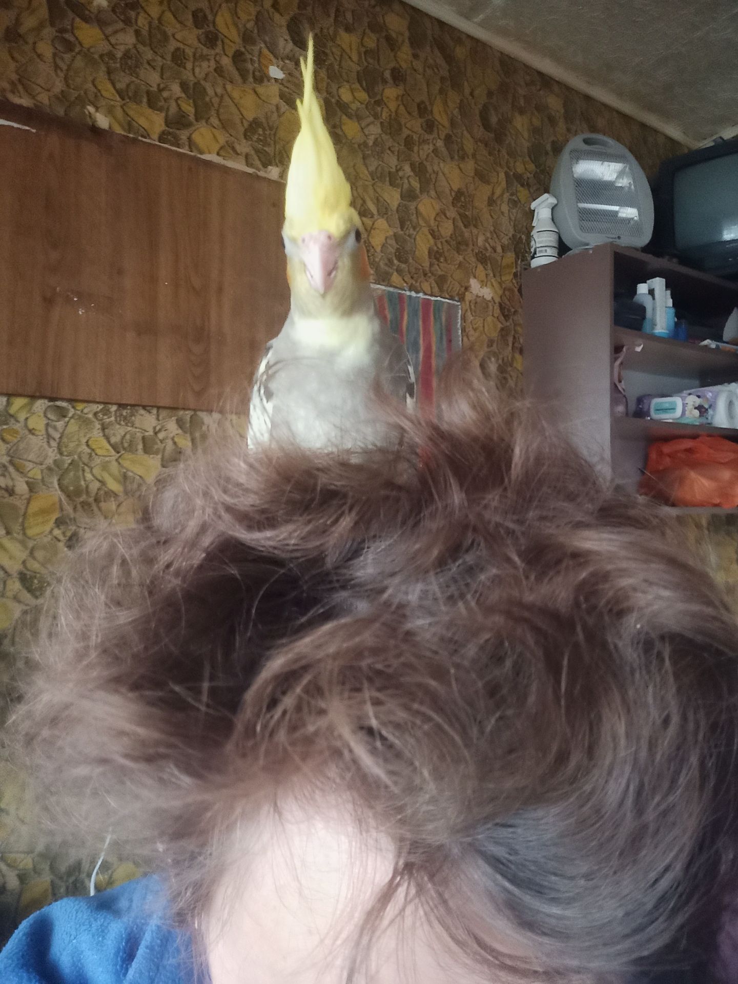 Продам недорого попугая