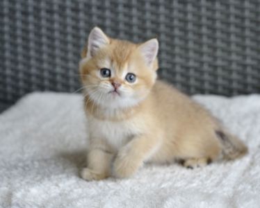 Киця дівчинка золота шиншила