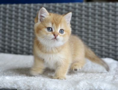 Киця дівчинка золота шиншила