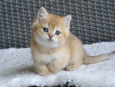 Киця дівчинка золота шиншила