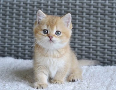 Киця дівчинка золота шиншила