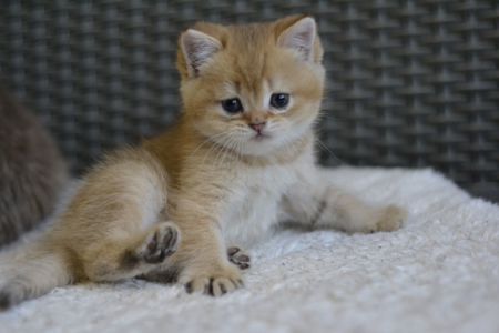 Киця дівчинка золота шиншила