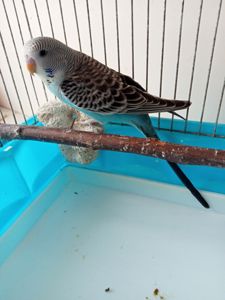 Хвилясті папужки