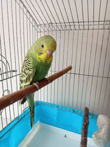 Хвилясті папужки