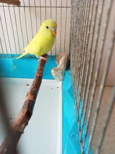 Хвилясті папужки