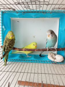 Хвилясті папужки