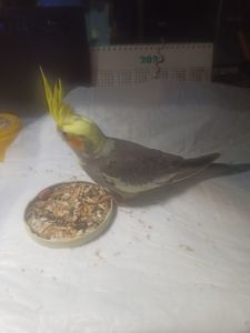 Продам недорого попугая