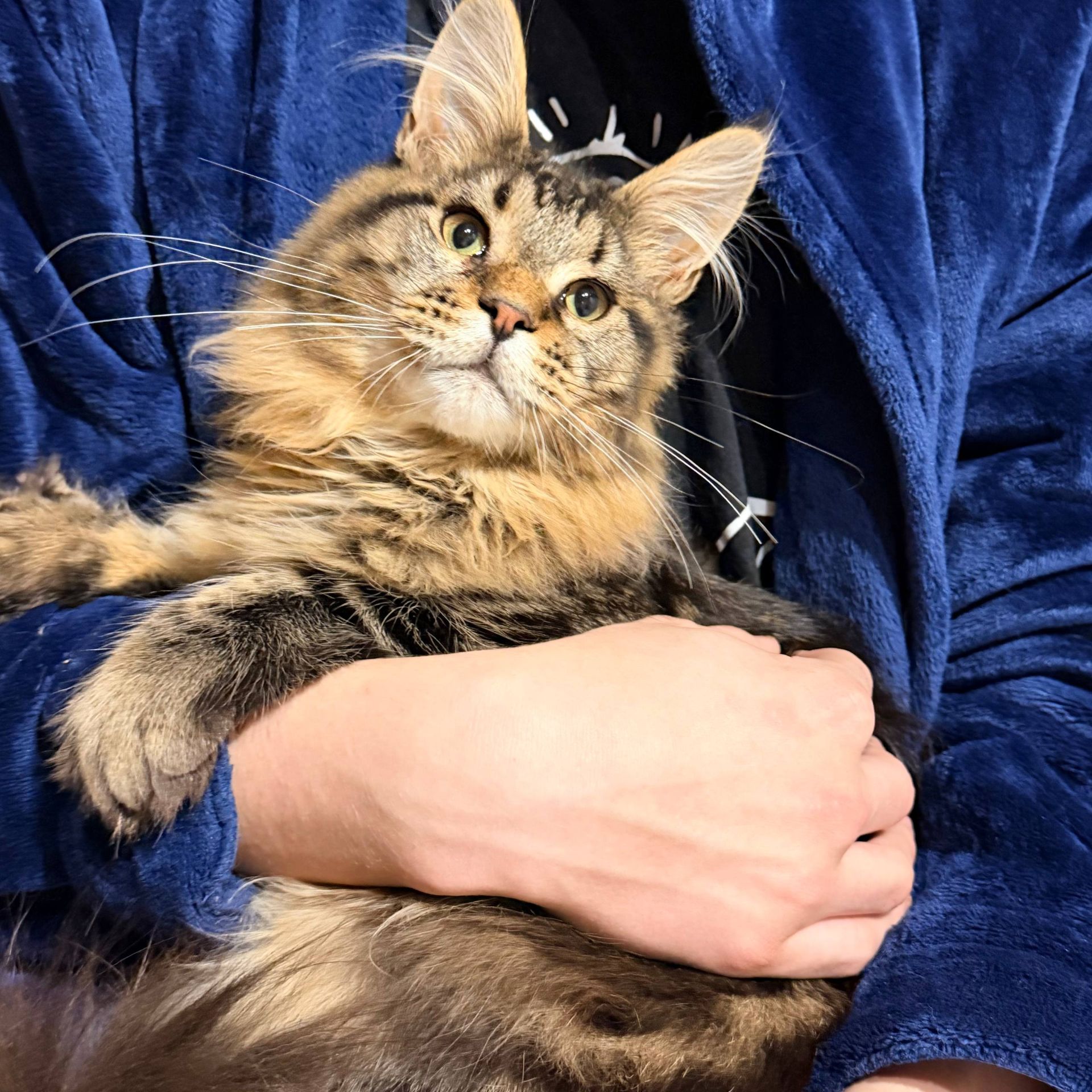 Котик мейн кун з родоводом