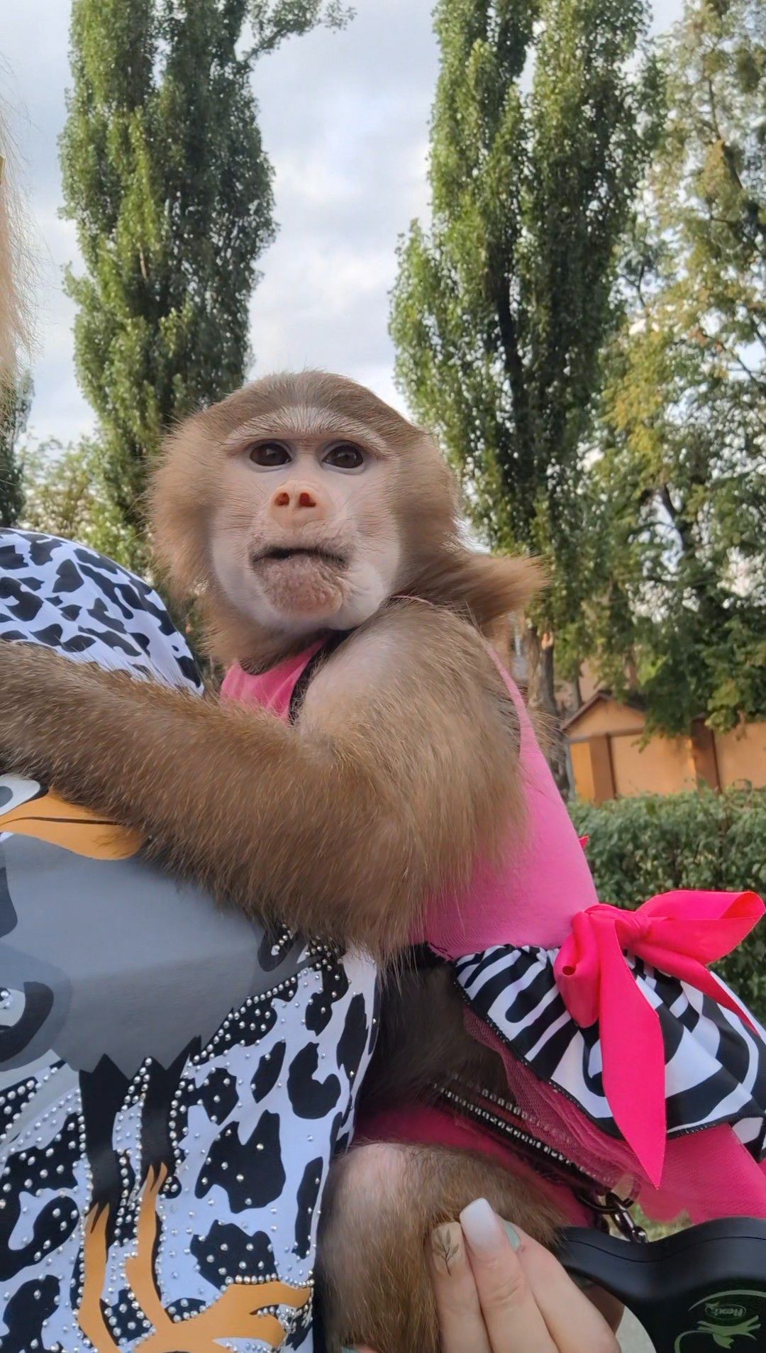 ДІВЧИНКА. 🐵МАКАК.🐒 Гамадрил. 🐵