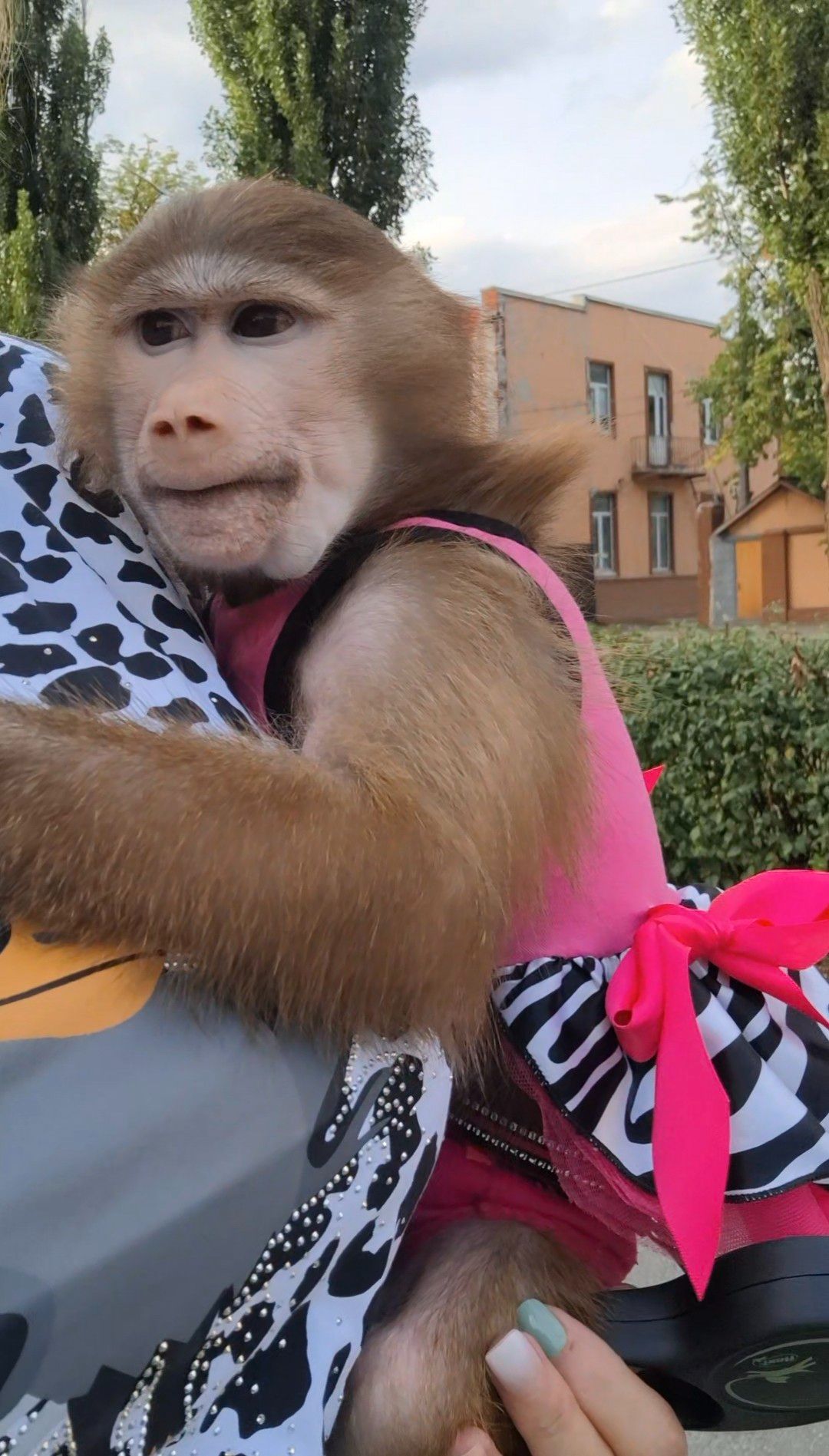 ДІВЧИНКА. 🐵МАКАК.🐒 Гамадрил. 🐵