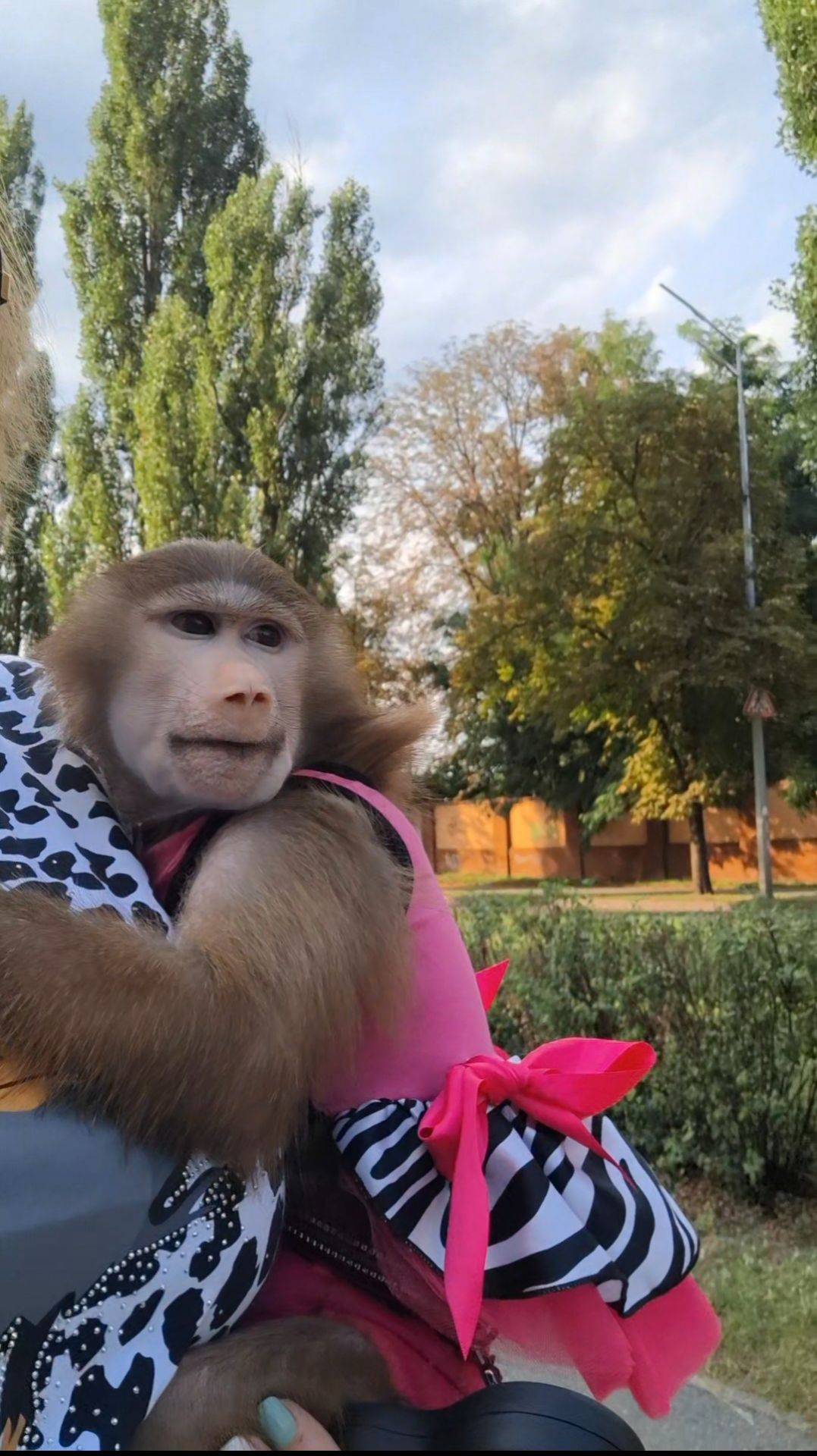 ДІВЧИНКА. 🐵МАКАК.🐒 Гамадрил. 🐵