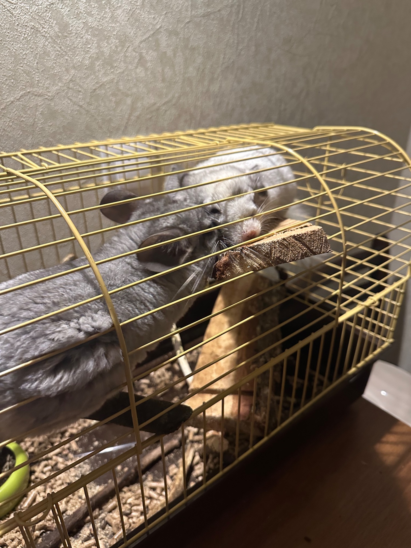 Продам двох сестричок в добрі руки