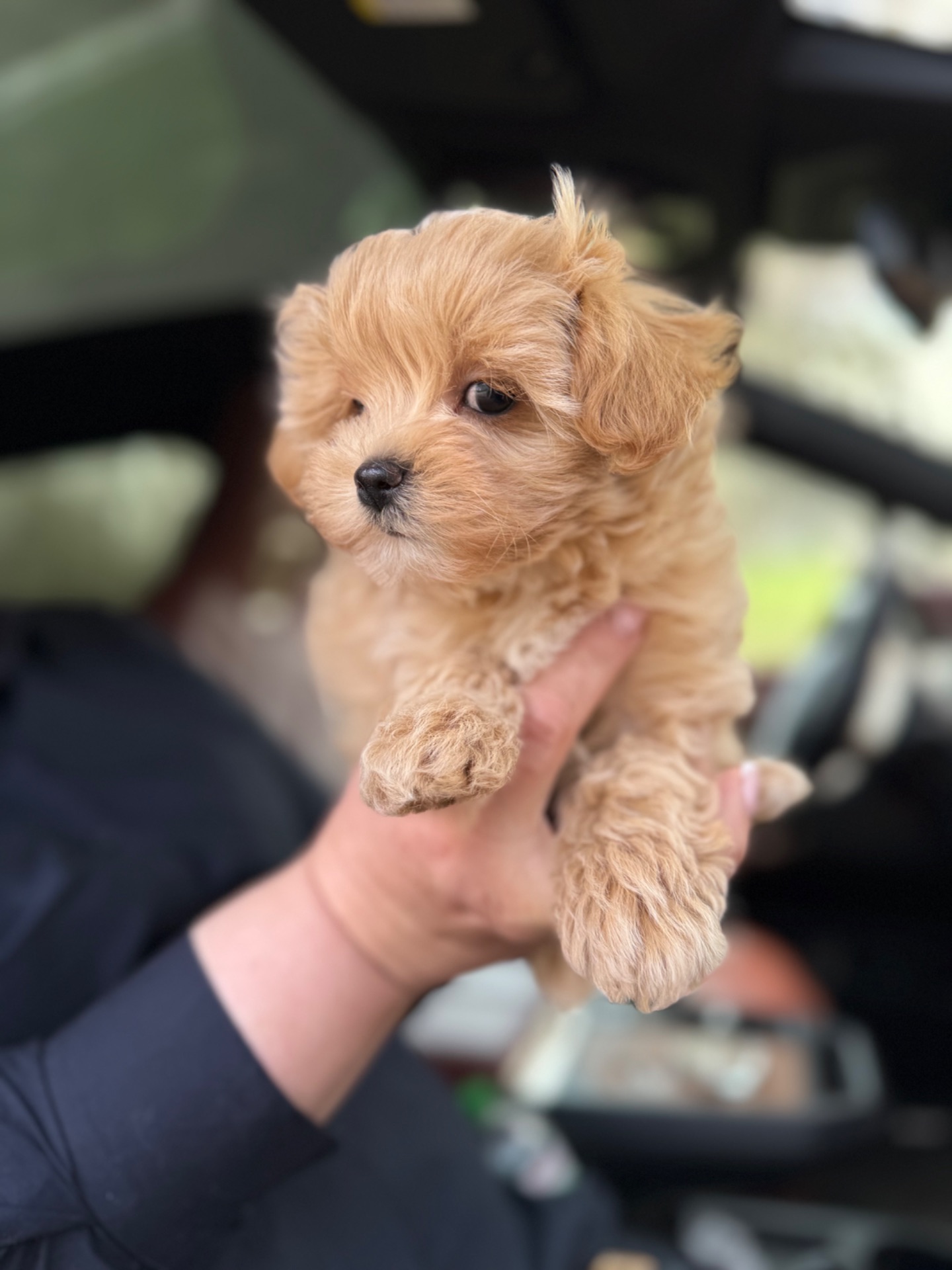 Карамельний супер міні хлопчик