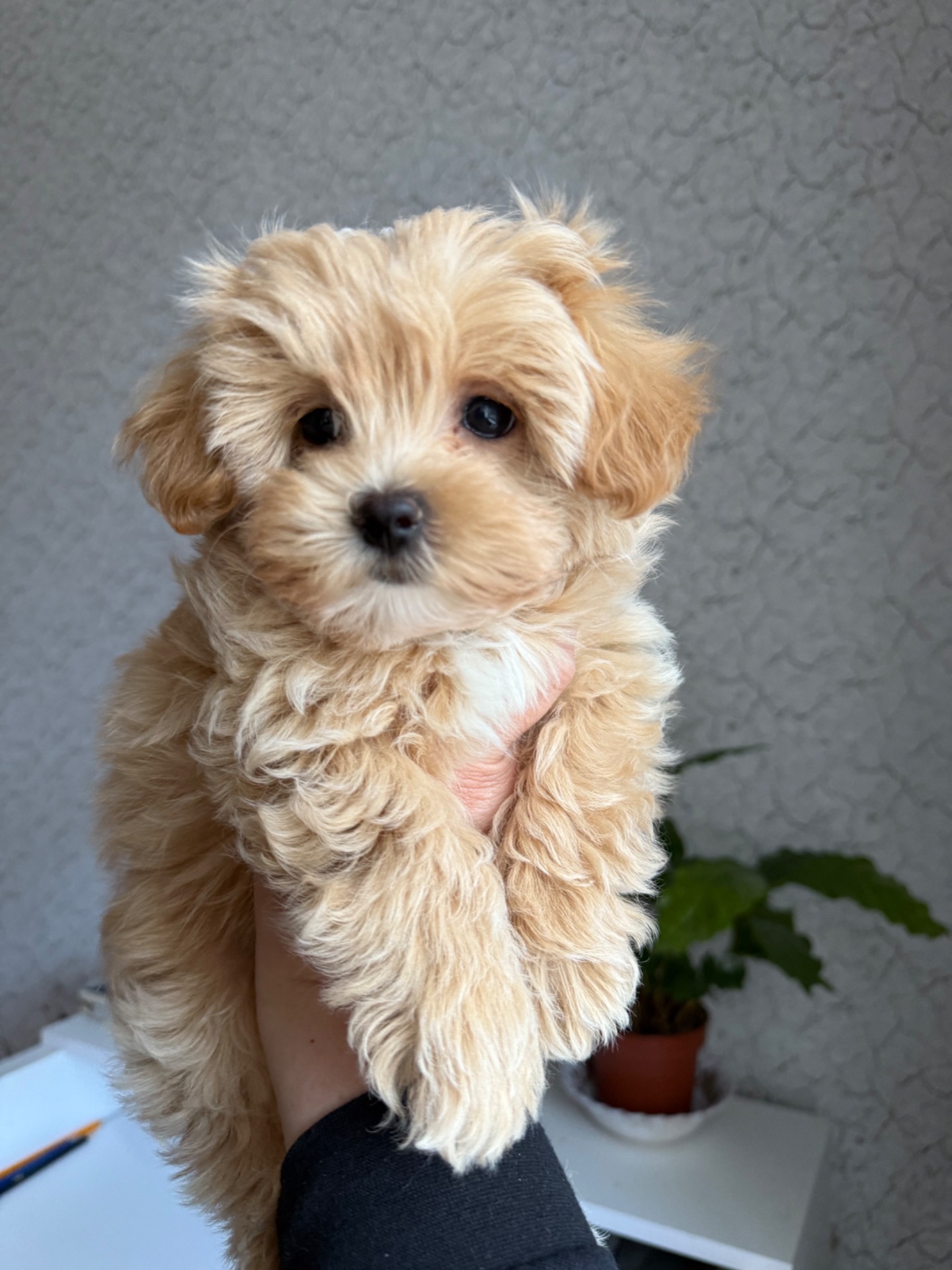 Карамельний супер міні хлопчик