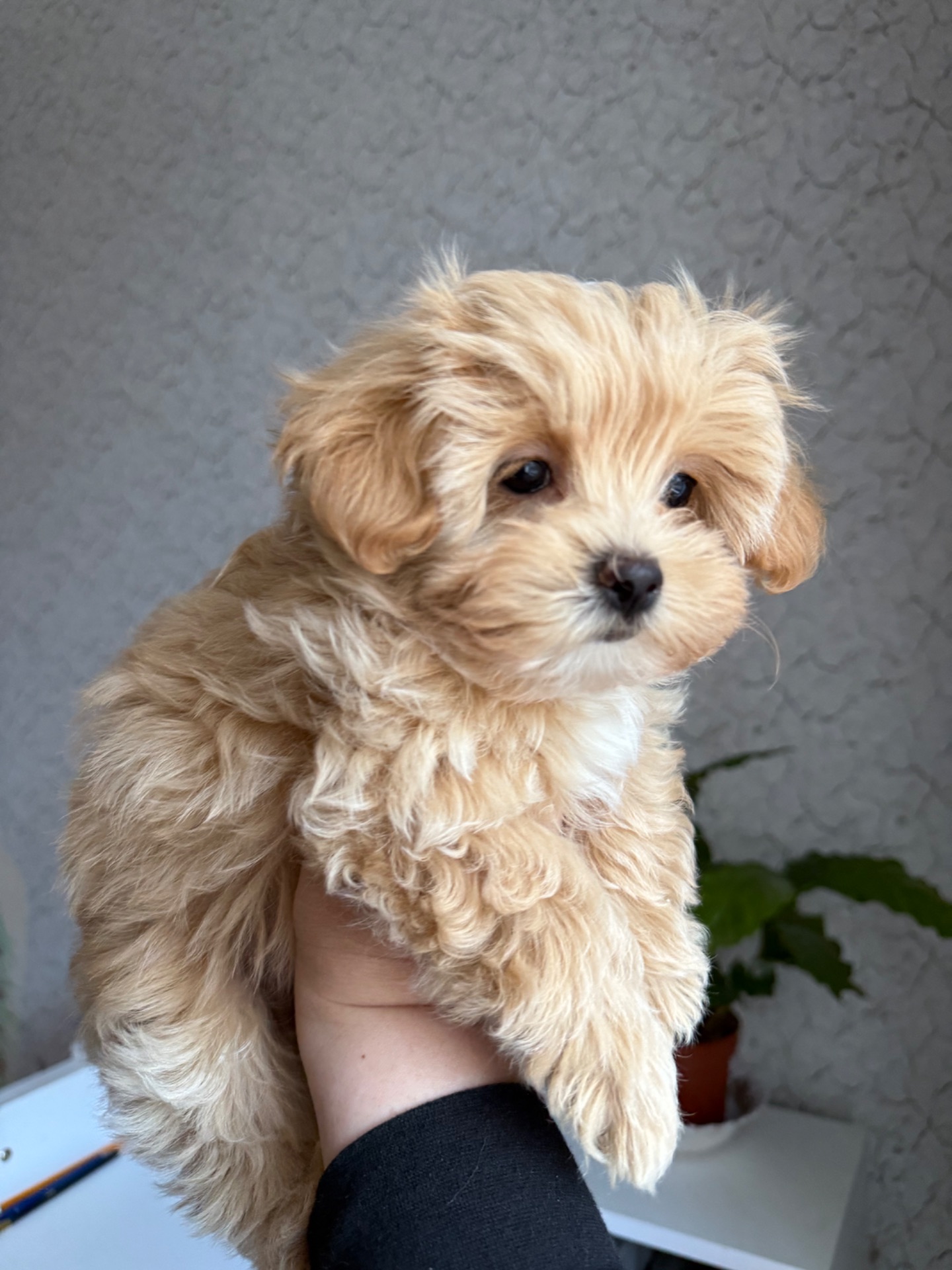 Карамельний супер міні хлопчик