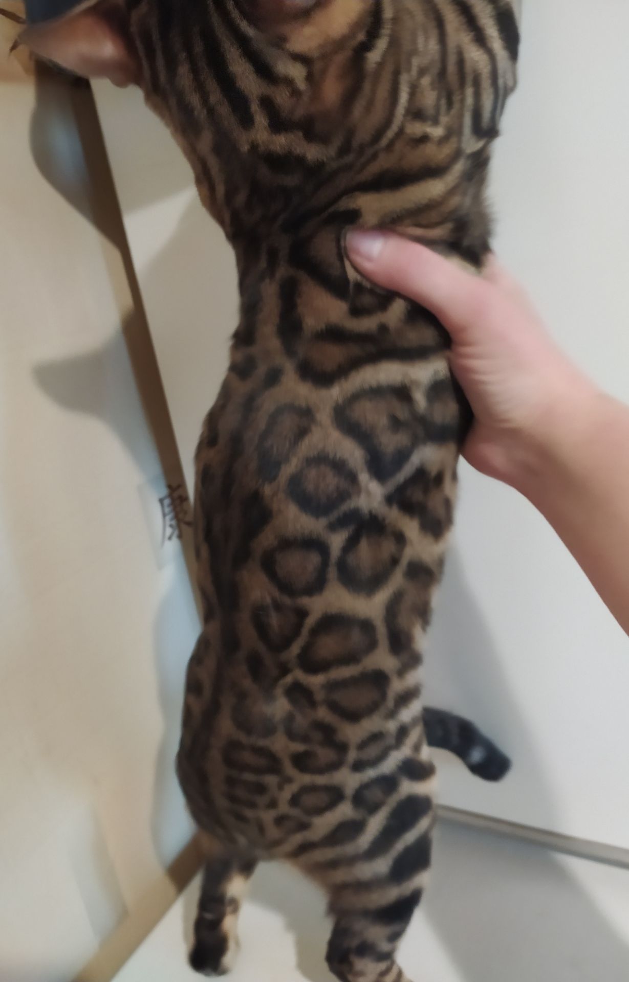 Бенгальский мальчик BEN n 24 розетка на золоте