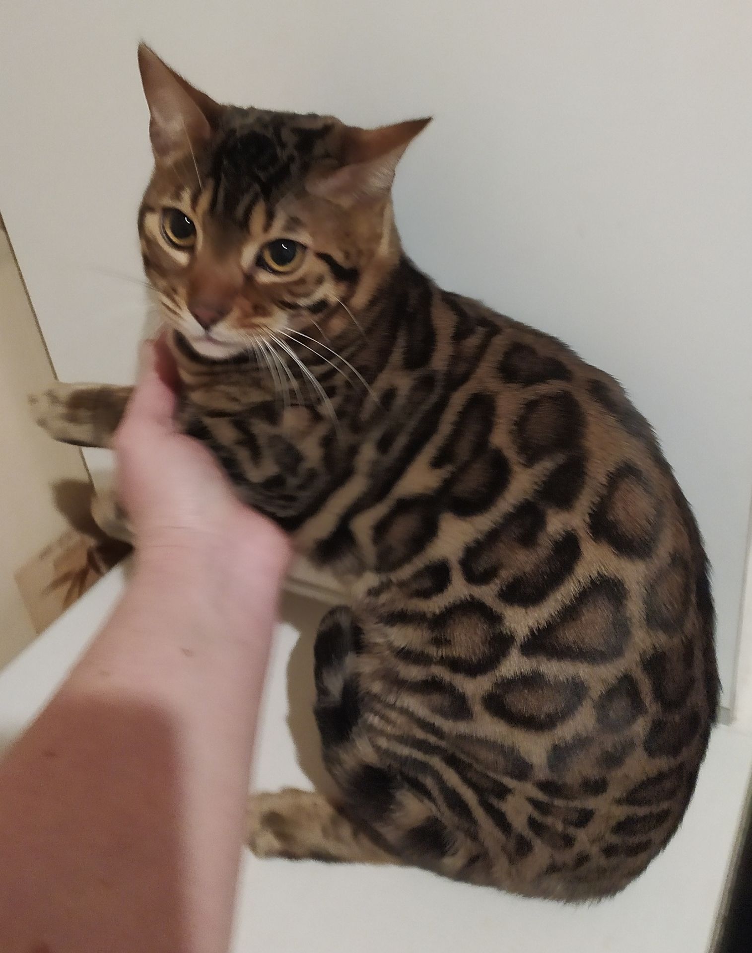 Бенгальский мальчик BEN n 24 розетка на золоте