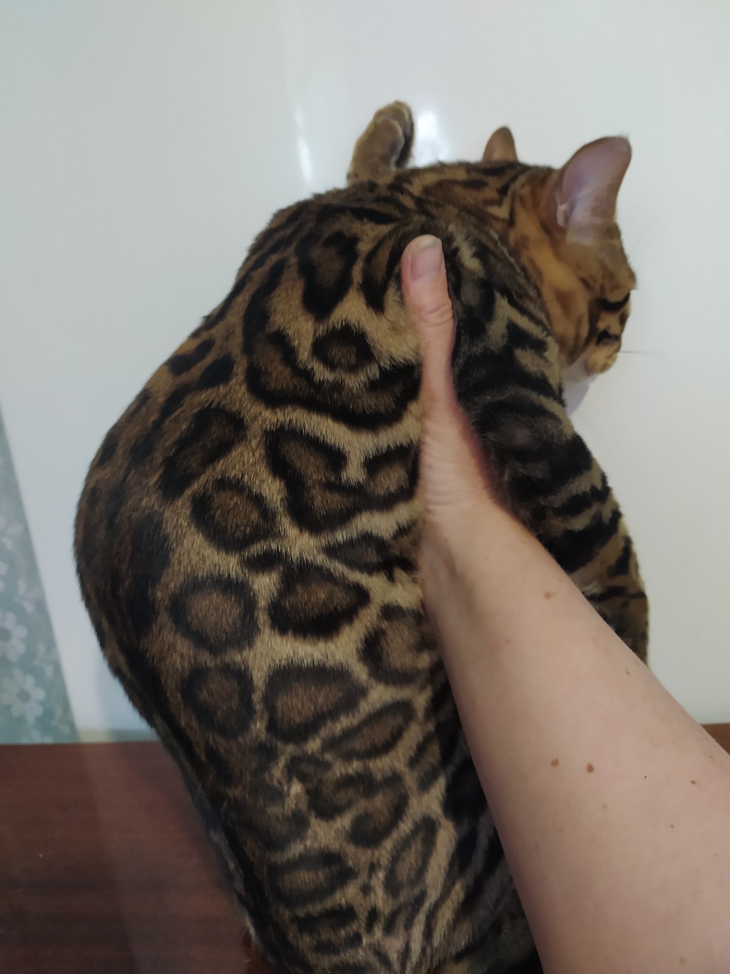 Бенгальский мальчик BEN n 24 розетка на золоте