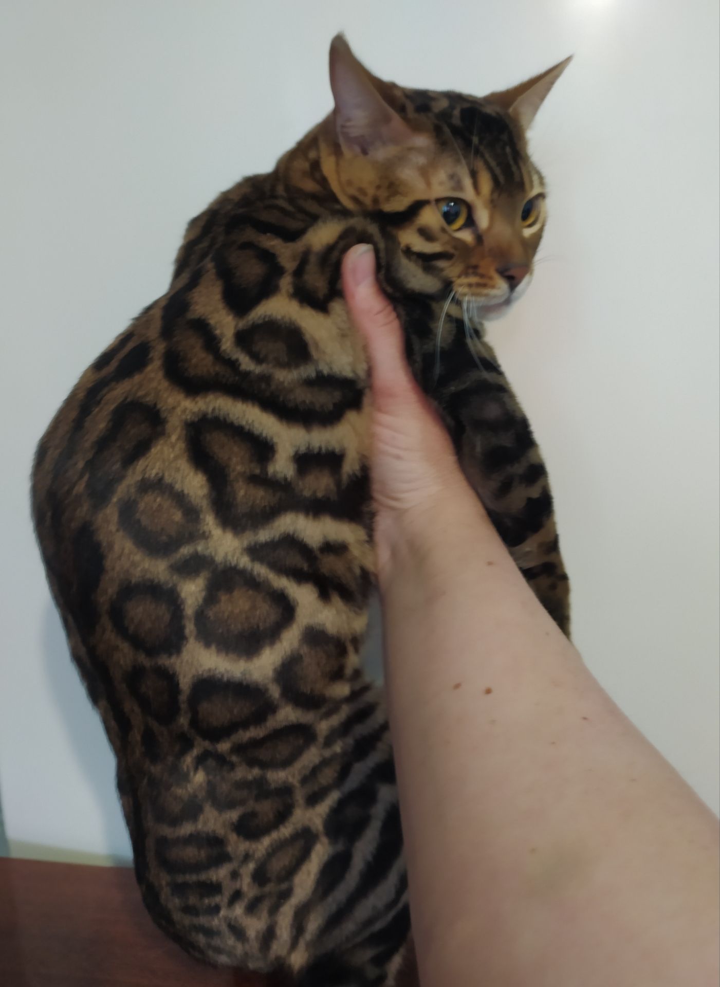 Бенгальский мальчик BEN n 24 розетка на золоте