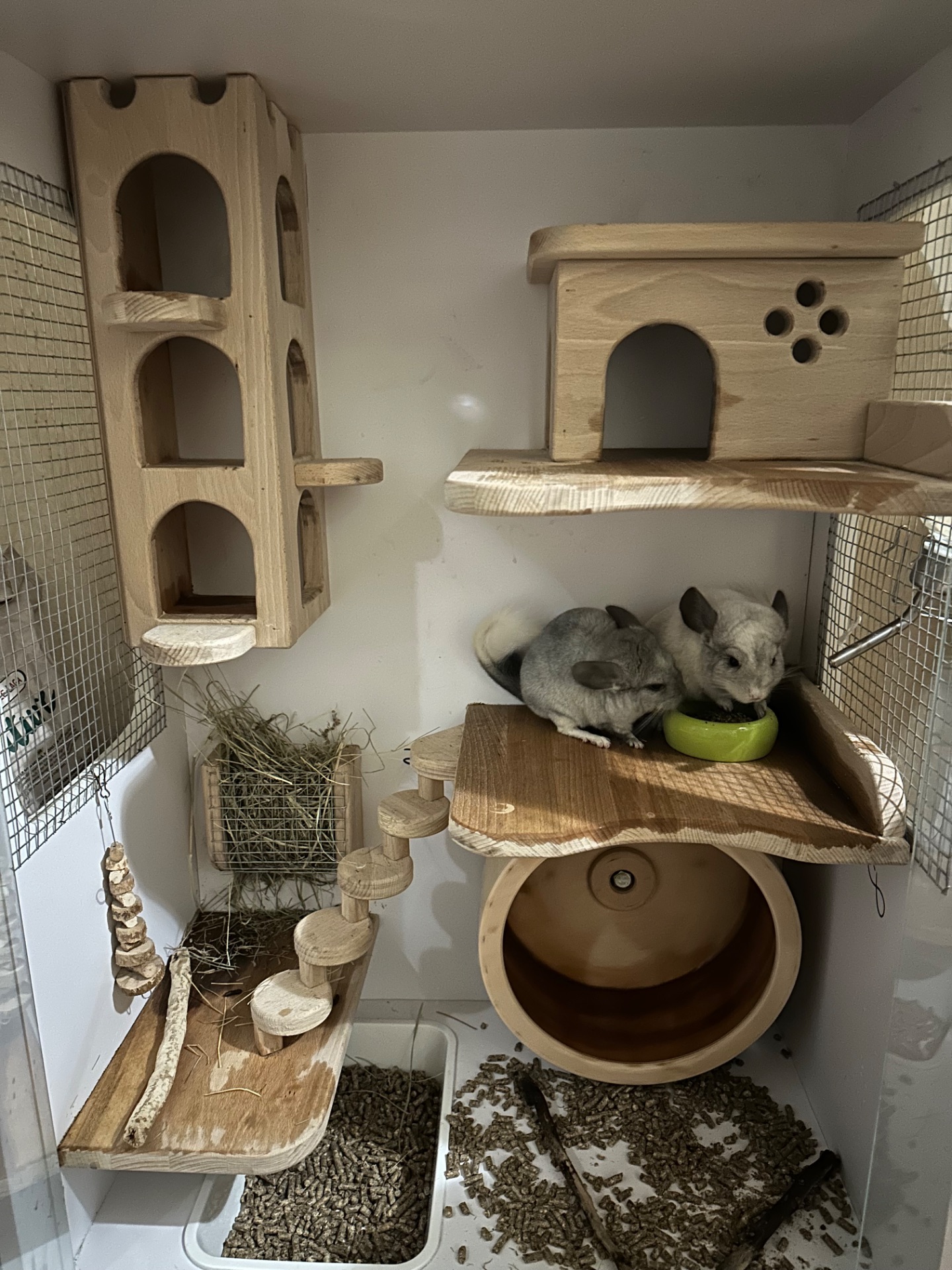 Продам двох сестричок в добрі руки