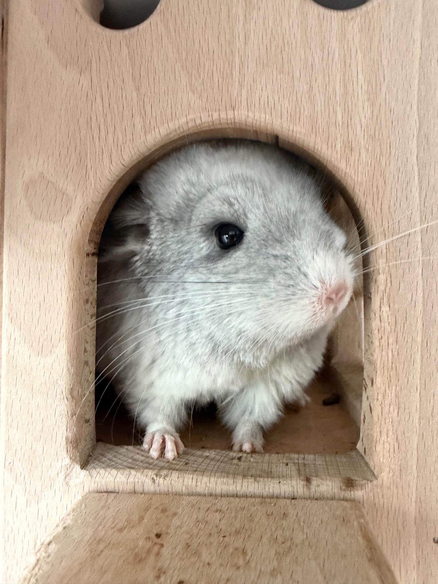 Продам двох сестричок в добрі руки