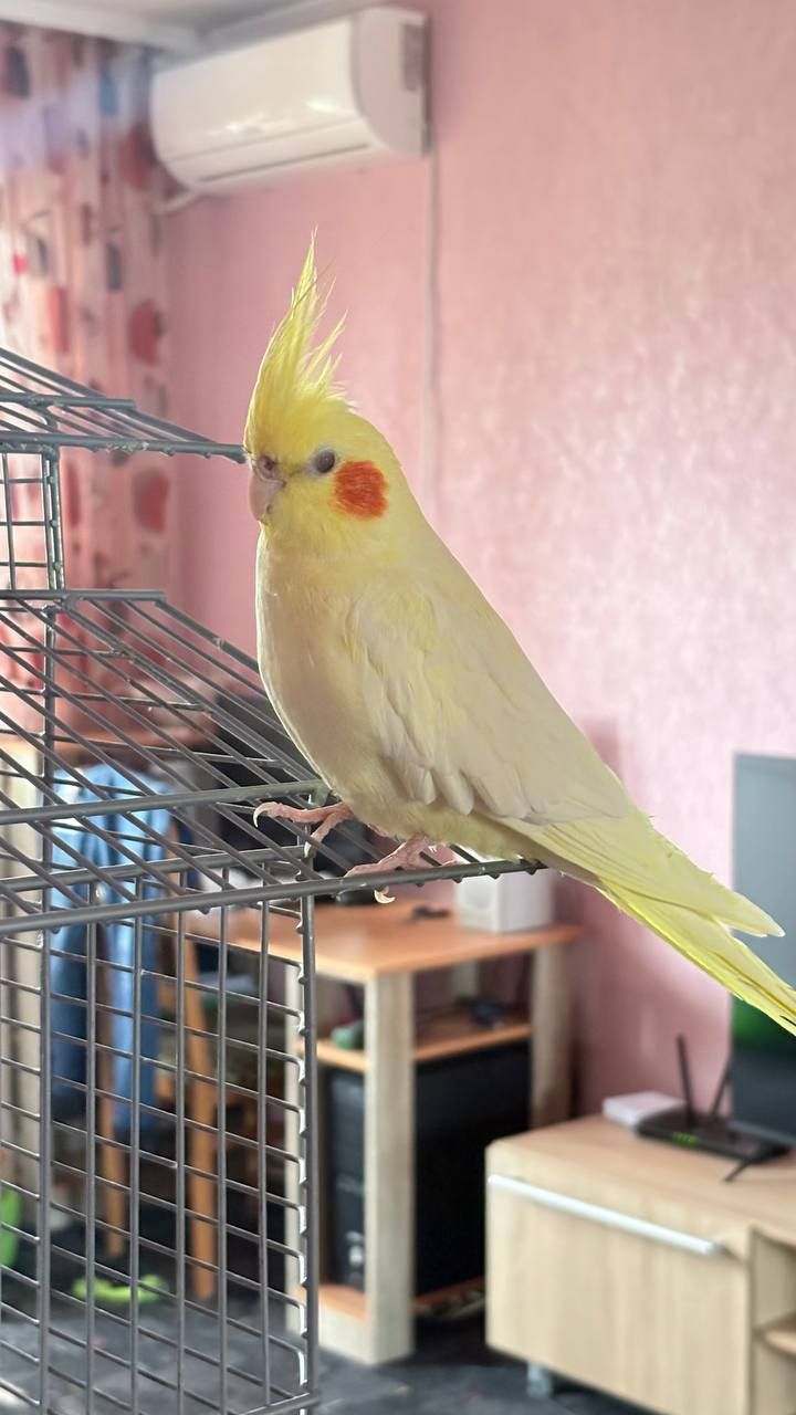 Корелки шукають нову домівку