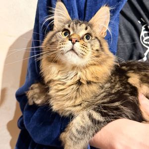 Котик мейн кун з родоводом