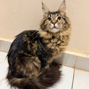 Котик мейн кун з родоводом