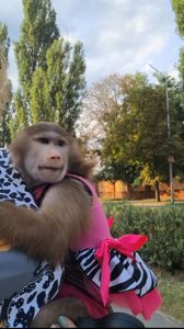 ДІВЧИНКА. 🐵МАКАК.🐒 Гамадрил. 🐵