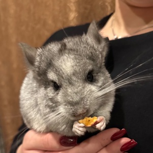 Продам двох сестричок в добрі руки