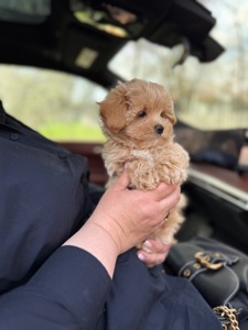 Карамельний супер міні хлопчик