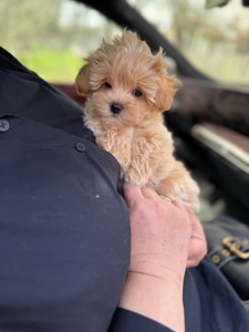 Карамельний супер міні хлопчик