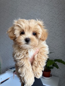 Карамельний супер міні хлопчик