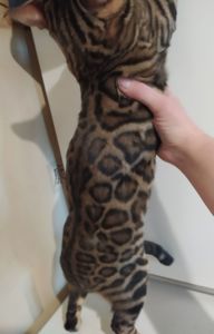 Бенгальский мальчик BEN n 24 розетка на золоте