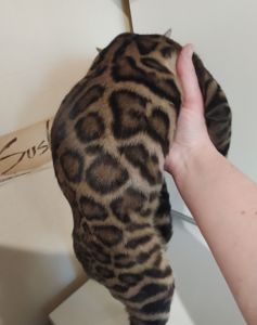 Бенгальский мальчик BEN n 24 розетка на золоте