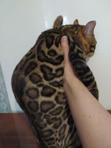 Бенгальский мальчик BEN n 24 розетка на золоте