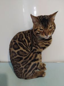 Бенгальский мальчик BEN n 24 розетка на золоте