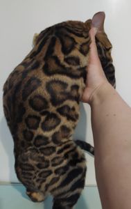 Бенгальский мальчик BEN n 24 розетка на золоте