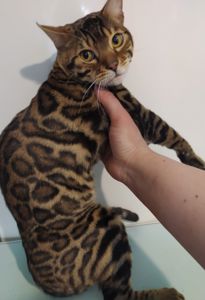 Бенгальский мальчик BEN n 24 розетка на золоте