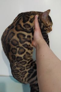 Бенгальский мальчик BEN n 24 розетка на золоте