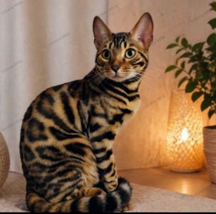 Бенгальский мальчик BEN n 24 розетка на золоте