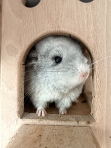 Продам двох сестричок в добрі руки