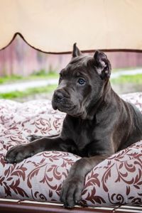 Вакансія «Людина для Кане-корсо»!