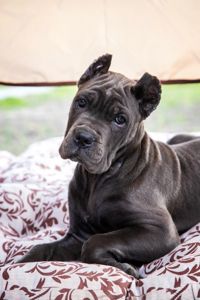 Вакансія «Людина для Кане-корсо»!