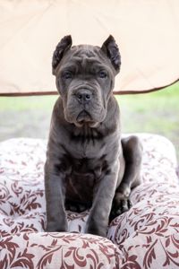 Вакансія «Людина для Кане-корсо»!